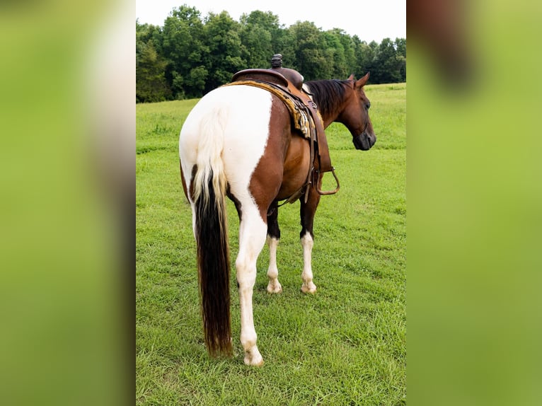 American Paint Horse Hongre 8 Ans 152 cm Tobiano-toutes couleurs in Waynesboro