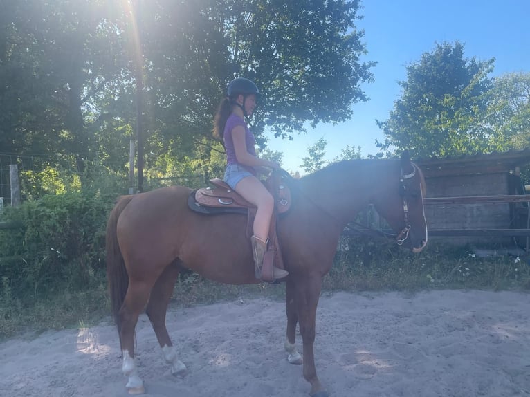 American Paint Horse Hongre 8 Ans 154 cm Bai cerise in Lilienthal