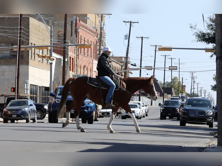 American Paint Horse Hongre 8 Ans 155 cm Alezan brûlé in Weatherford TX