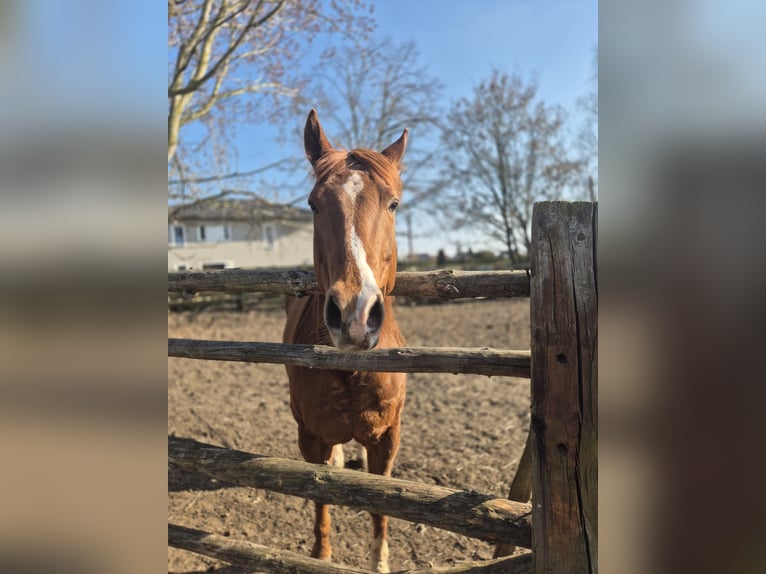 American Paint Horse Hongre 8 Ans 155 cm Alezan in Berlin