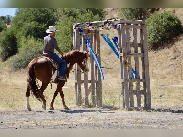 American Paint Horse Hongre 8 Ans 155 cm Overo-toutes couleurs in Paicines CA