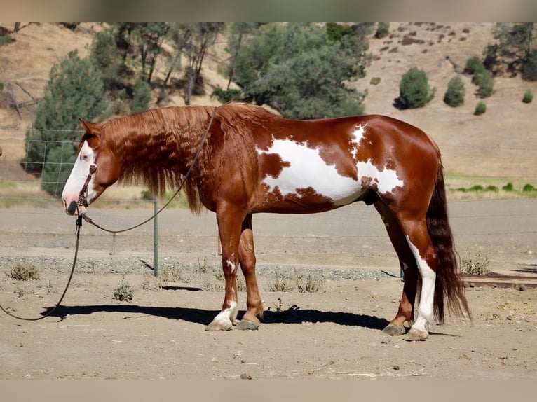 American Paint Horse Hongre 8 Ans 155 cm Overo-toutes couleurs in Paicines CA