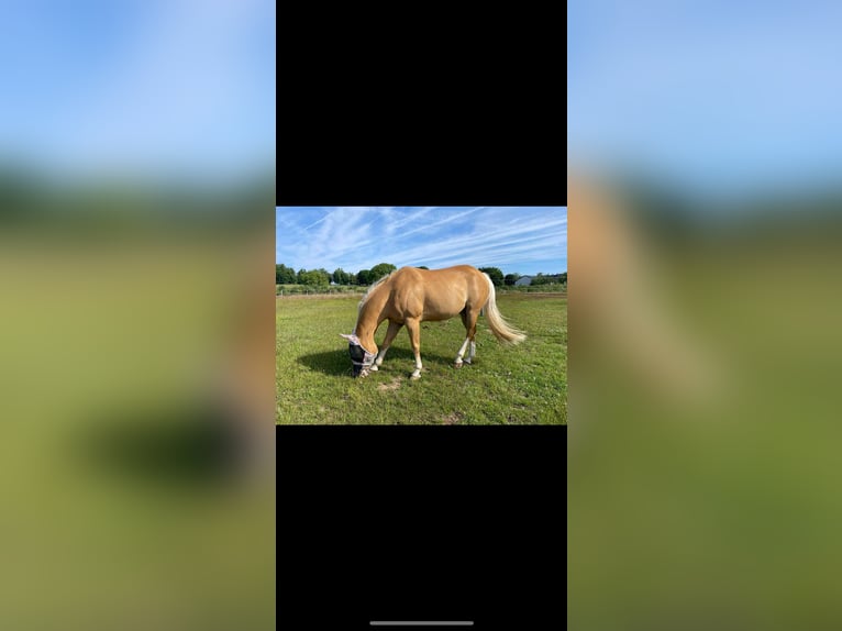 American Paint Horse Hongre 8 Ans 155 cm Palomino in Sinsheim