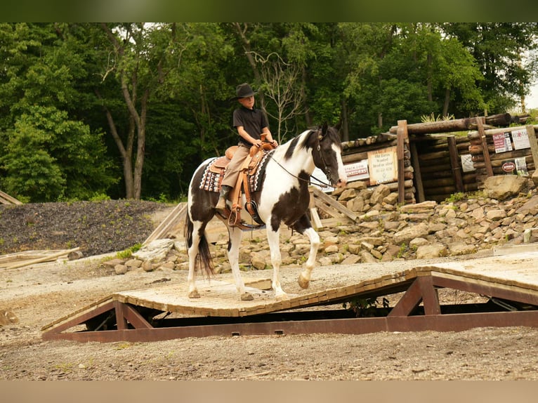 American Paint Horse Hongre 8 Ans 155 cm Pinto in Fresno
