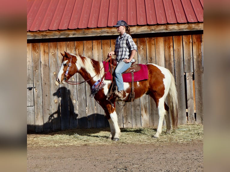 American Paint Horse Hongre 8 Ans 155 cm Tovero-toutes couleurs in Fort Collins Co