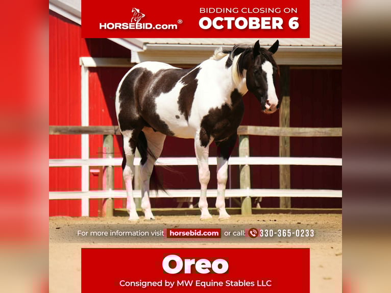 American Paint Horse Hongre 8 Ans 155 cm in Fresno, OH