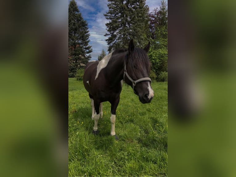 American Paint Horse Hongre 8 Ans 156 cm Tobiano-toutes couleurs in Zockau