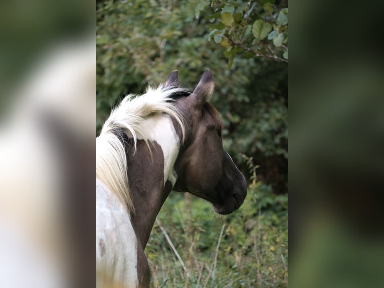 American Paint Horse Hongre 8 Ans 157 cm Grullo in Jesteburg