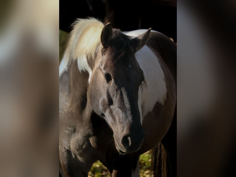American Paint Horse Hongre 8 Ans 157 cm Tobiano-toutes couleurs in Jesteburg
