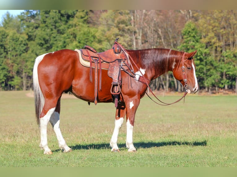American Paint Horse Hongre 8 Ans 160 cm Pinto in Clarion