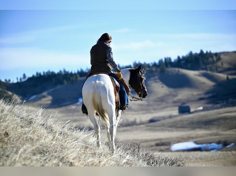 American Paint Horse Hongre 8 Ans 160 cm Pinto in Georgetown