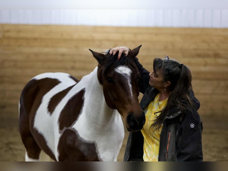 American Paint Horse Hongre 8 Ans 160 cm Pinto in Georgetown