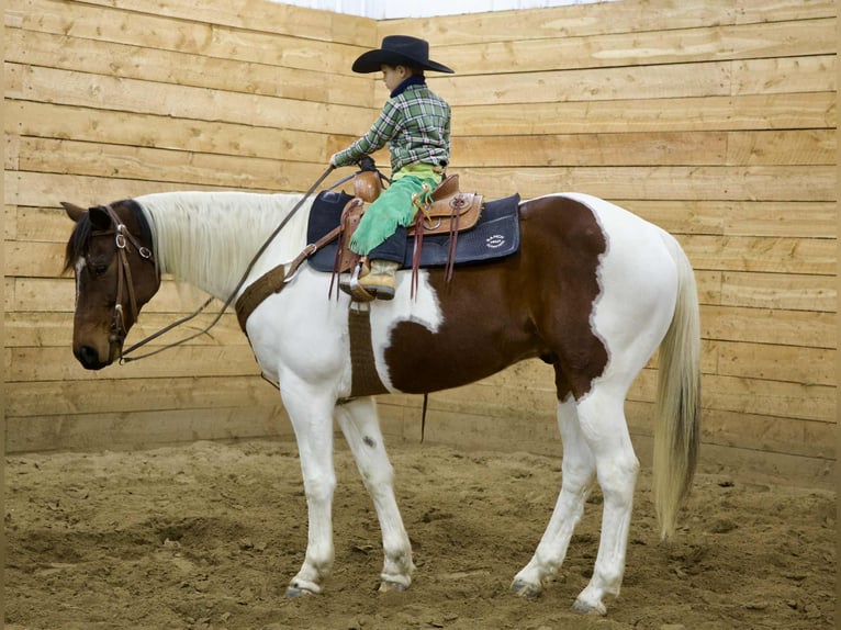 American Paint Horse Hongre 8 Ans 160 cm Pinto in Georgetown