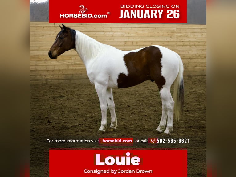 American Paint Horse Hongre 8 Ans 160 cm Pinto in Georgetown