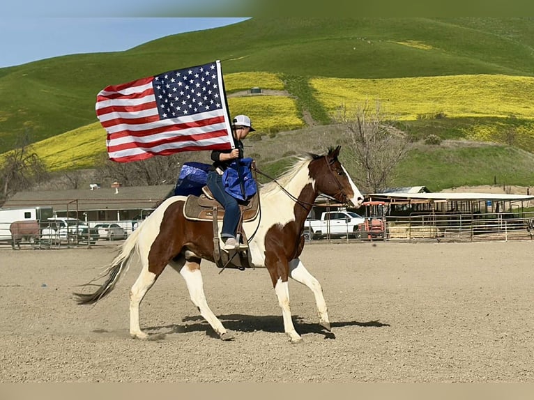 American Paint Horse Hongre 8 Ans 163 cm Tobiano-toutes couleurs in King City