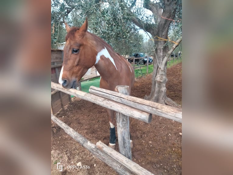 American Paint Horse Hongre 8 Ans 165 cm Pinto in Valenzano