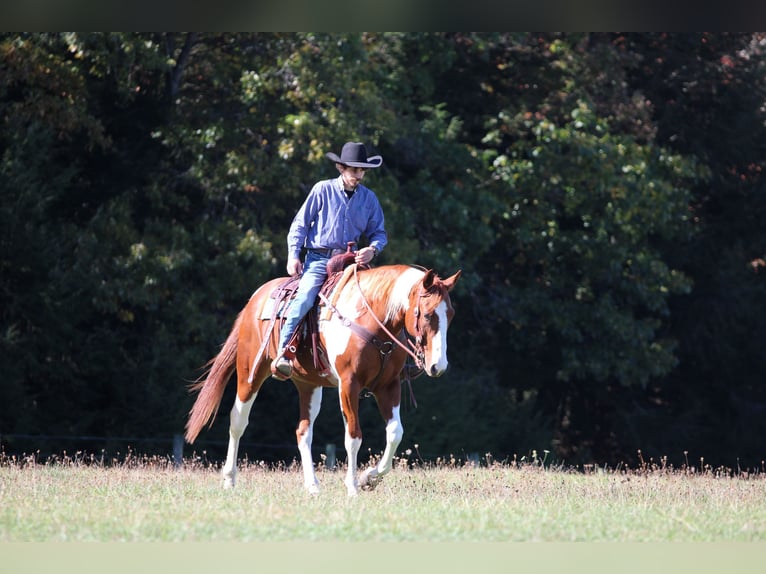 American Paint Horse Hongre 8 Ans 168 cm Pinto in Morriston