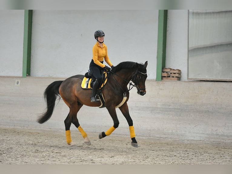 American Paint Horse Hongre 8 Ans 174 cm Bai brun in Gössenheim