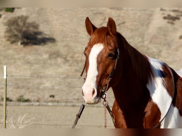 American Paint Horse Hongre 8 Ans Alezan brûlé in PAICINES, CA