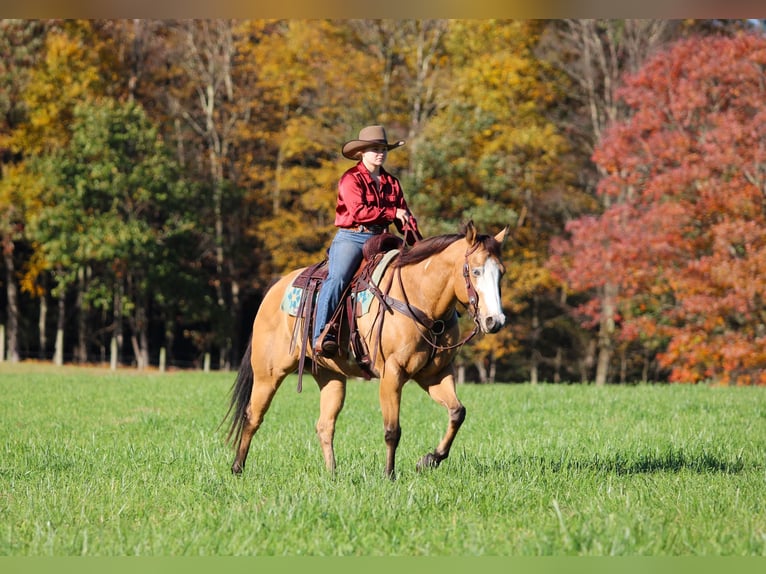 American Paint Horse Hongre 8 Ans Buckskin in Clarion