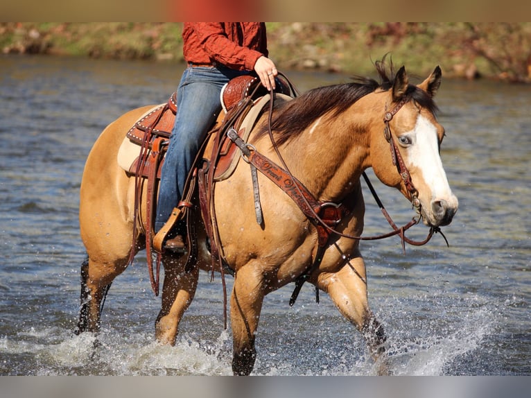 American Paint Horse Hongre 8 Ans Buckskin in Clarion