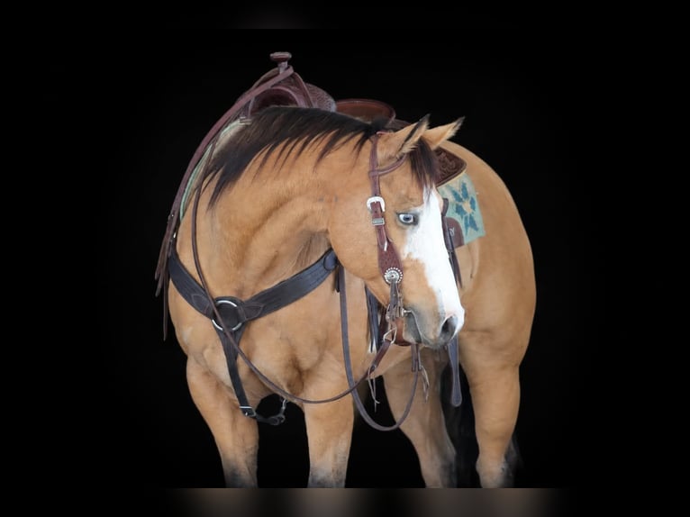 American Paint Horse Hongre 8 Ans Buckskin in Clarion