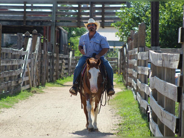 American Paint Horse Hongre 8 Ans Rouan Rouge in stephenville TX