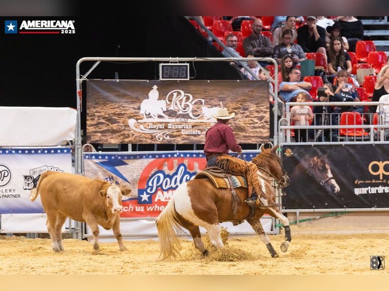 American Paint Horse Hongre 8 Ans Tobiano-toutes couleurs in &#x15A;wierklaniec