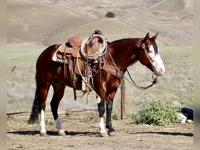 American Paint Horse Hongre 9 Ans 137 cm Bai cerise in Paicines CA