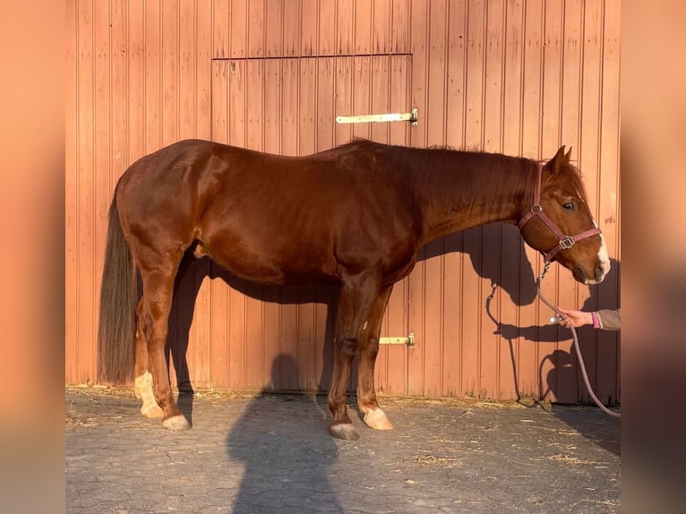 American Paint Horse Hongre 9 Ans 147 cm Alezan in Großalmerode