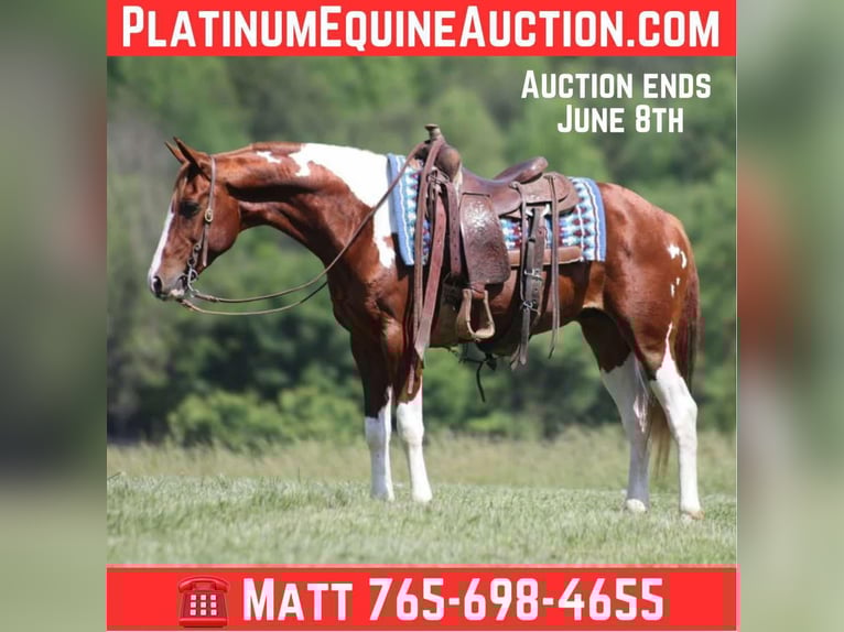 American Paint Horse Hongre 9 Ans 150 cm Tobiano-toutes couleurs in Brodhead KY