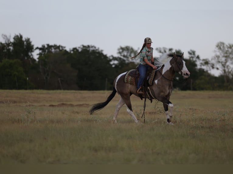 American Paint Horse Hongre 9 Ans 152 cm Pinto in Mount Vernon