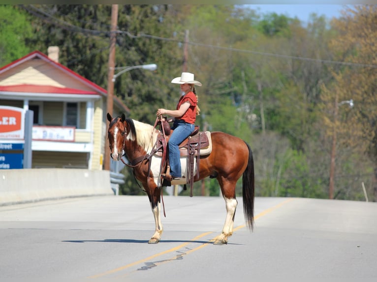 American Paint Horse Hongre 9 Ans 152 cm Pinto in Clarion