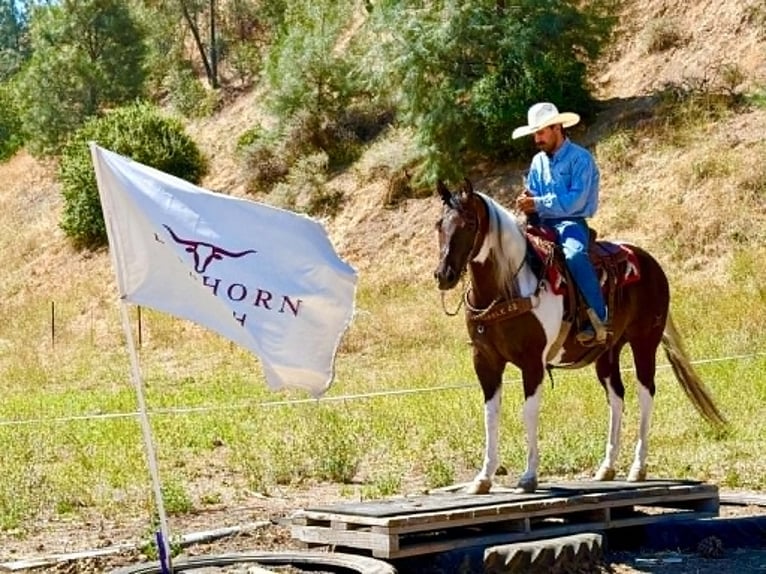 American Paint Horse Hongre 9 Ans 152 cm Tobiano-toutes couleurs in Tres Pinos