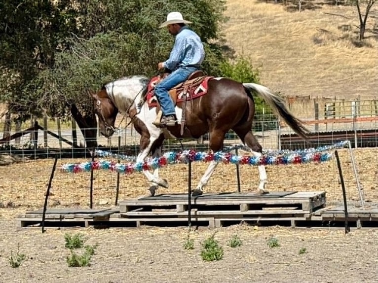 American Paint Horse Hongre 9 Ans 152 cm Tobiano-toutes couleurs in Tres Pinos