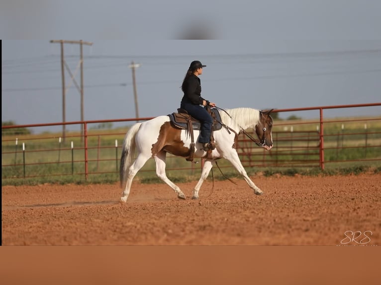 American Paint Horse Hongre 9 Ans 152 cm Tobiano-toutes couleurs in Granbury TX