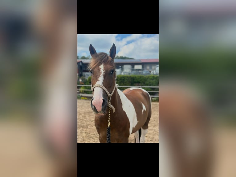 American Paint Horse Croisé Hongre 9 Ans 154 cm Tobiano-toutes couleurs in Wuppertal