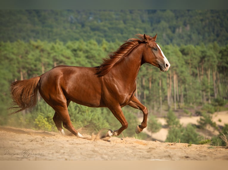 American Paint Horse Hongre 9 Ans 158 cm Overo-toutes couleurs in Niederstetten