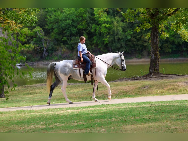 American Paint Horse Hongre 9 Ans Pinto in Terrell