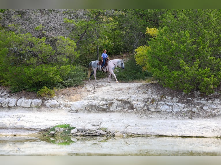 American Paint Horse Hongre 9 Ans Pinto in Terrell