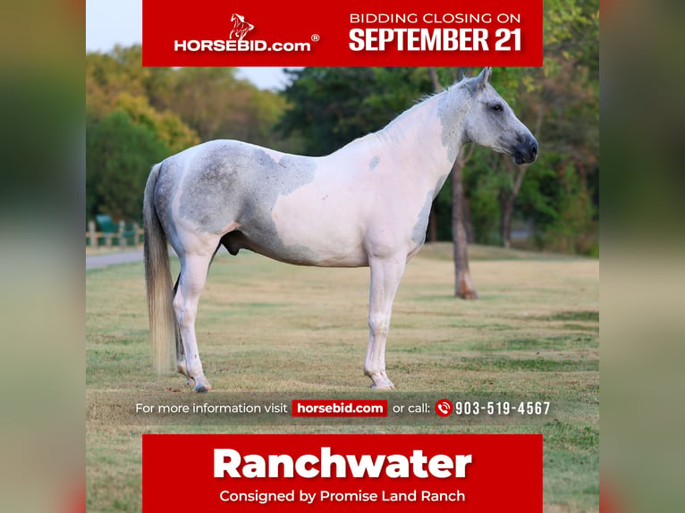 American Paint Horse Hongre 9 Ans Pinto in Terrell