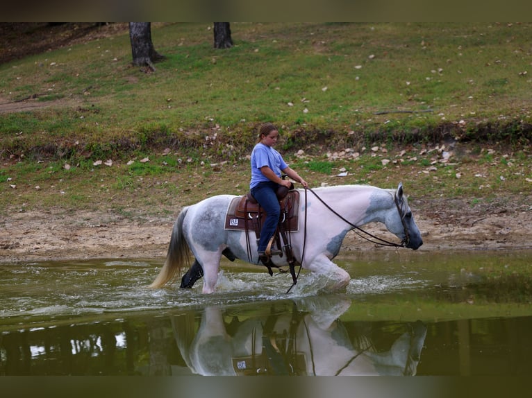 American Paint Horse Hongre 9 Ans Pinto in Terrell