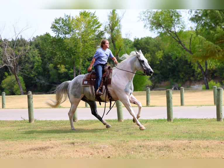 American Paint Horse Hongre 9 Ans Pinto in Terrell