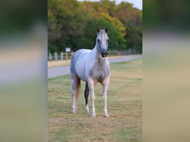American Paint Horse Hongre 9 Ans Pinto in Terrell
