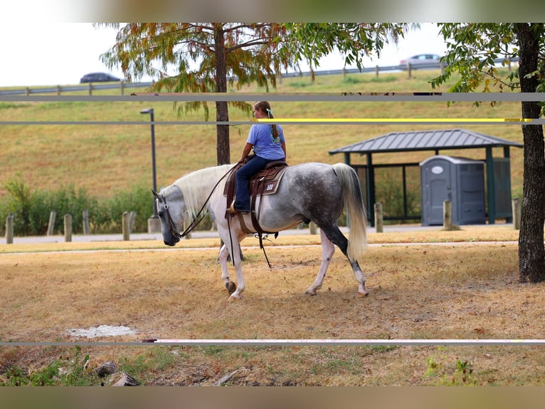 American Paint Horse Hongre 9 Ans Pinto in Terrell