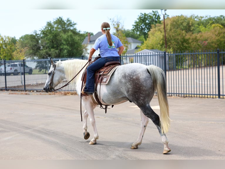 American Paint Horse Hongre 9 Ans Pinto in Terrell