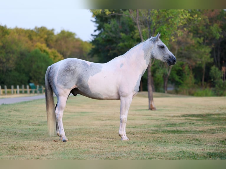 American Paint Horse Hongre 9 Ans Pinto in Terrell