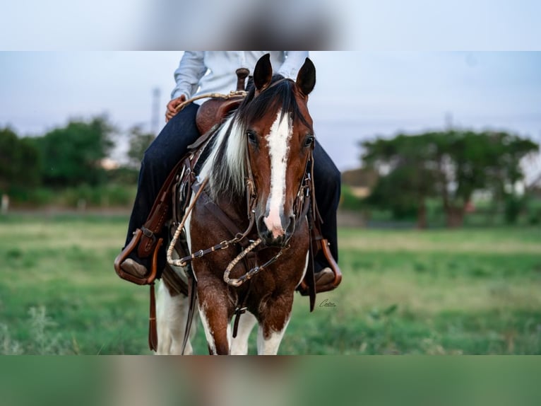 American Paint Horse Hongre 9 Ans Pinto in Fort Worth