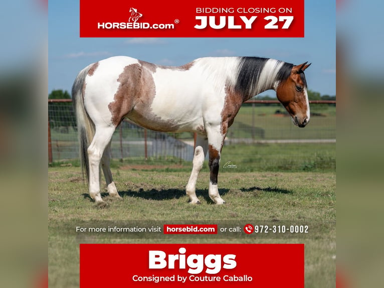 American Paint Horse Hongre 9 Ans Pinto in Fort Worth