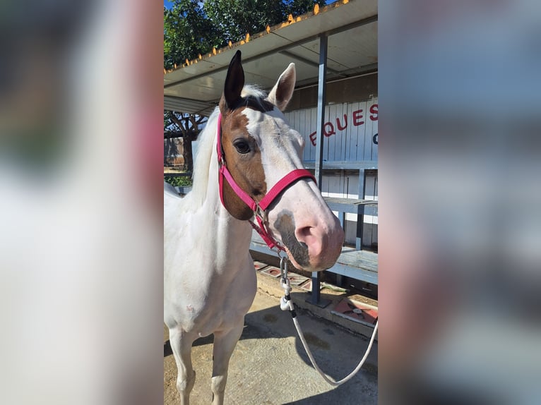 American Paint Horse Croisé Jument 10 Ans 145 cm Tobiano-toutes couleurs in Solarino